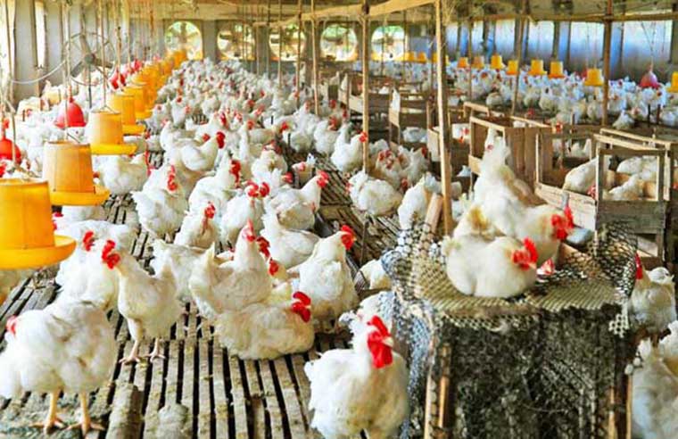 比起禁用抗生素 人们更看重的是公平