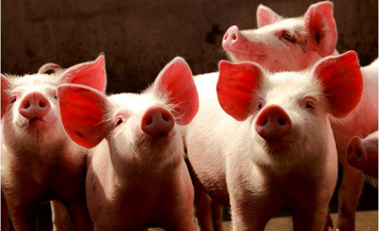 屠企采购困难，猪价将迎半月来***涨幅 ！腊月模式正式开启