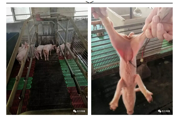 东方帝维健康万场行——东方伪净NO1002案例佐证