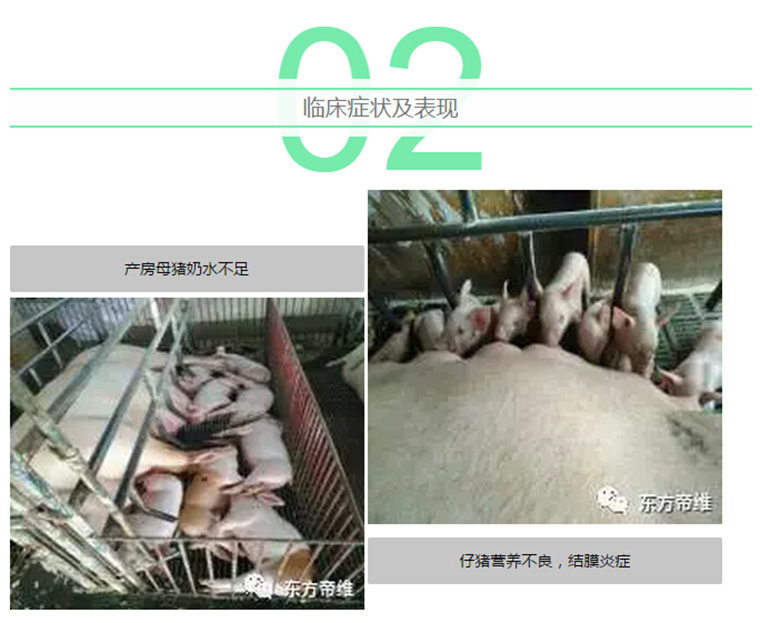 东方帝维健康万场行——东方伪净NO1001案例佐证