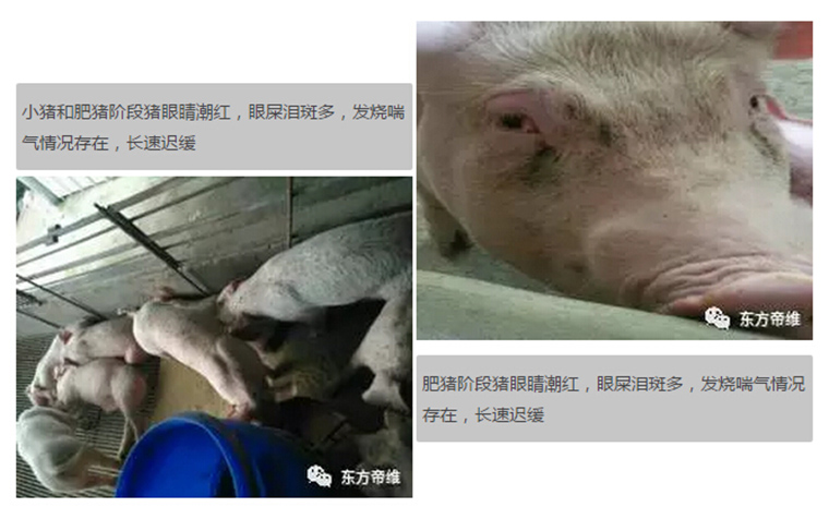 东方帝维健康万场行——东方伪净NO1001案例佐证