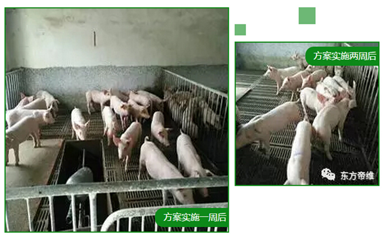 东方帝维健康万场行——东方伪净NO1001案例佐证