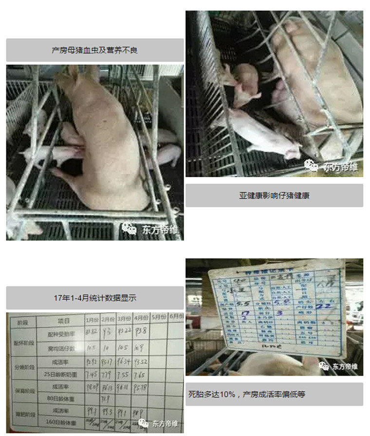 东方帝维健康万场行——东方伪净NO1001案例佐证