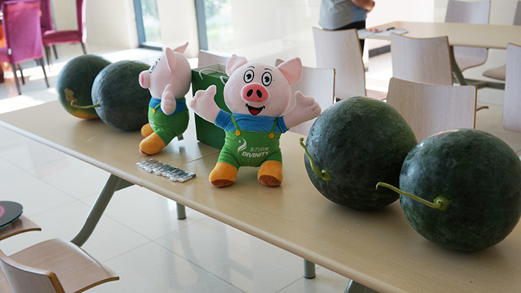 纵享夏日清凉，瓜王谁与争锋—— 东方帝维西瓜大赛圆满结束