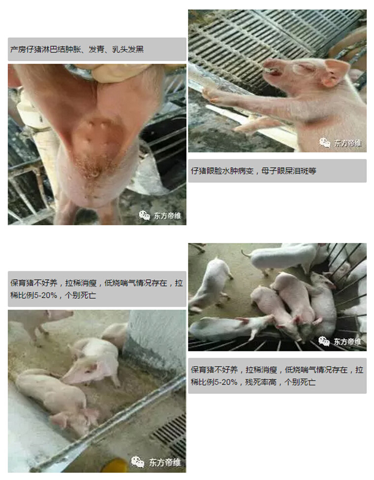 东方帝维健康万场行——东方伪净NO1001案例佐证