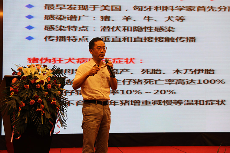 伪狂犬变异导致净化难？“124”方案效果显著！